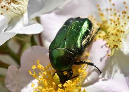 Types of beetles