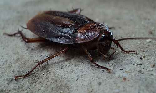 cockroach