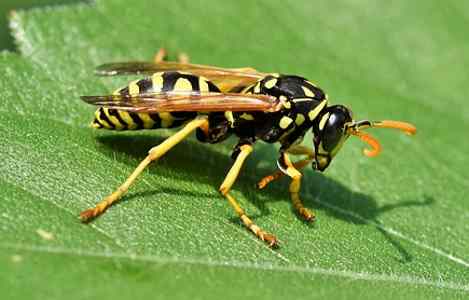 wasp