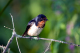 Barn Swallow
