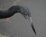 Little Blue Heron Portrait