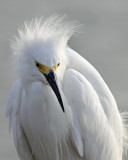 Snowy Egret