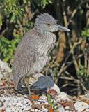Yellow Crowned Night Heron (immature)