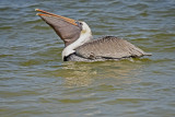 Brown Pelican feeding