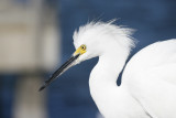 Snowy Egret