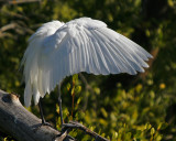 Great Egret