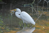 Great Egret with prey
