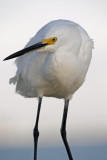 Snowy Egret