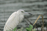 Little Blue Heron (immature)