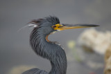 Tri-Colored Heron