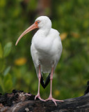 White Ibis