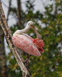 Roseate Spoonbill