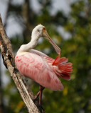 Roseate Spoonbill