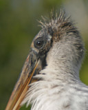 Wood Stork Portrait