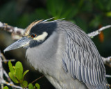 Yellow Crowned Night Heron