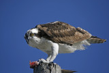 Osprey