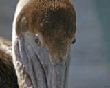 Brown Pelican Portrait