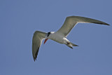 Common Tern