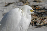 Snowy Egret