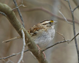 White-throated Sparrow