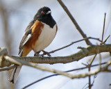 Eastern Towhee