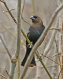 Brown-headed Cowbird