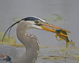 Great Blue Heron with fish