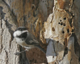Black-capped Chickadee