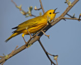 Yellow Warbler