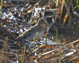 Wilson's Snipe