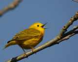 Yellow Warbler
