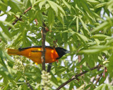Baltimore Oriole