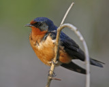 Barn Swallow