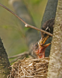 Dinner time for a new Robin