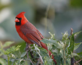Northern Cardinal