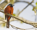 Orchard Oriole