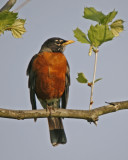 American Robin