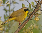 Common Yellowthroat