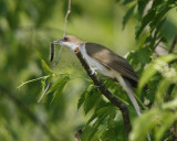 Black-billed Cuckoo