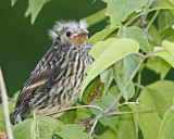 Red-winged Blackbird Juvenile