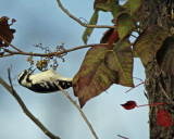 Downey Woodpecker and Poison Ivy