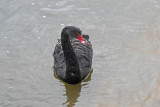 Black Swan