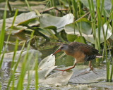 Virginia Rail
