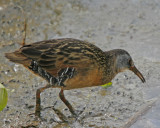 Virginia Rail