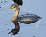 Pied Billed Grebe
