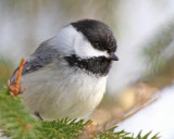 Black-Capped Chickadee