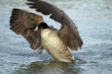Canada Goose Display