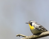 Yellow-throated Warbler