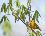 Yellow Warbler