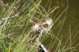 Anhinga with Bream